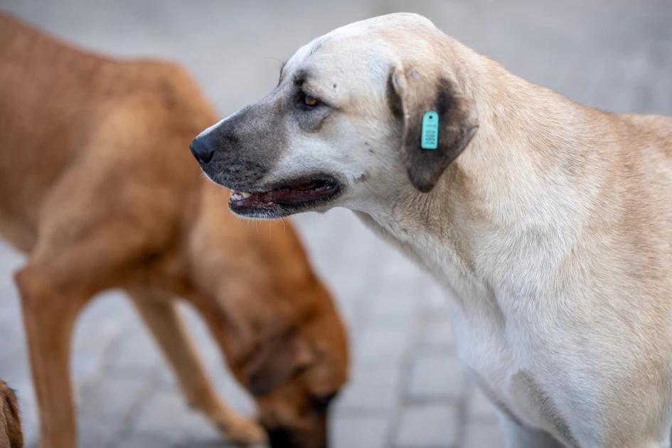 Brown Discharge & Dog Ear Smell: A Guide for Concerned Owners