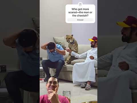 Watch: When Your ‘Pet’ Cheetah Gets Spooked! 😱 Is This Really a House Pet? #wildlife #animals #shortsvideo