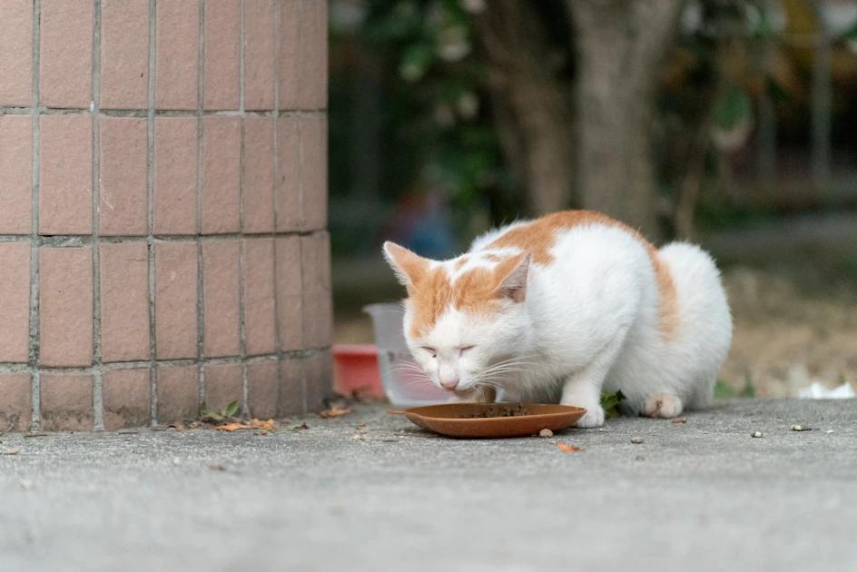 Cat eating unusual food