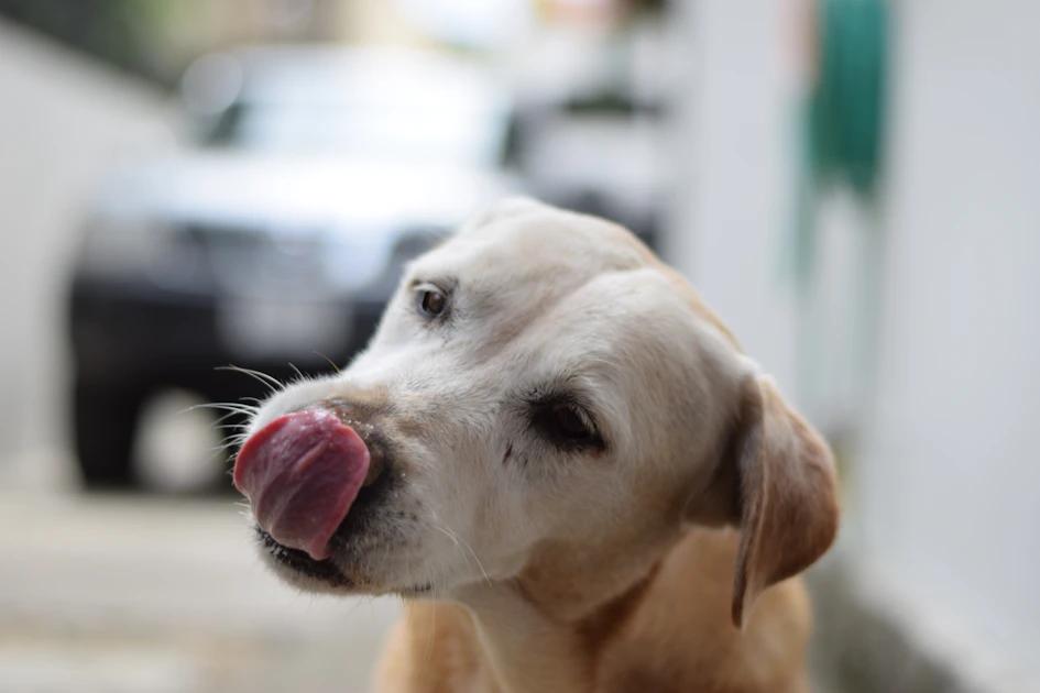 Dog sniffing its ear