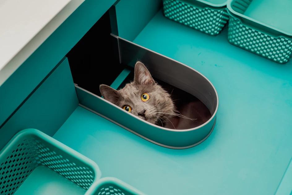 Cat scooping litter box