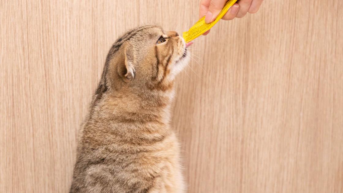 The Ultimate Cat Cleaning Guide: Grooming & Litter Box Care