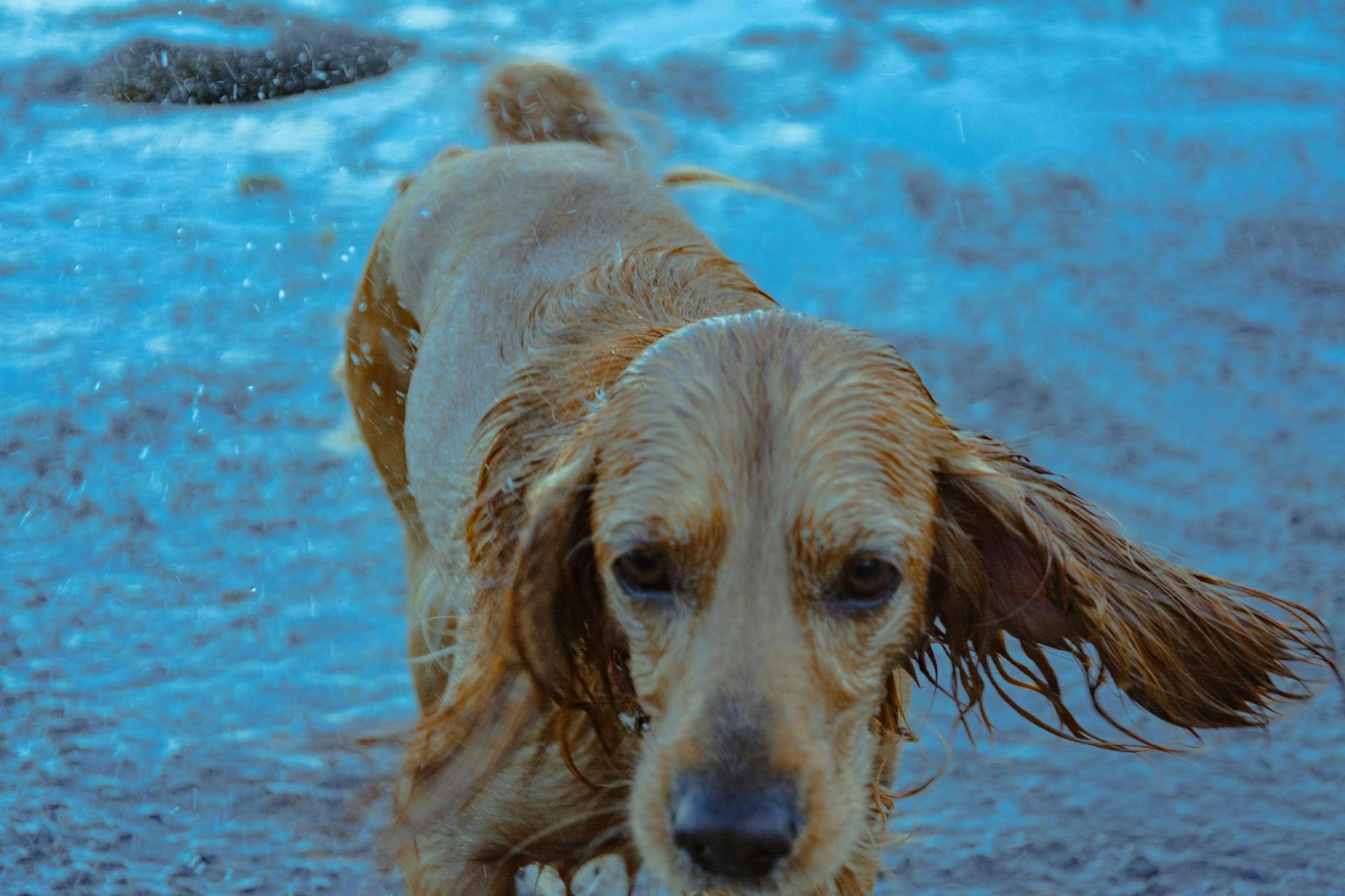 Dog Ear Smell After Swimming: Causes, Solutions & Prevention