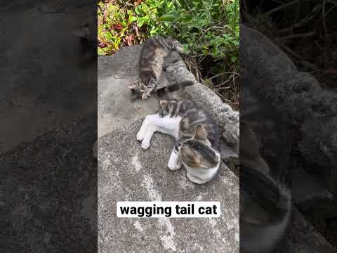 Watch: Wagging Tail Cat Ready To Attack the Cat that grabbed her tail #shorts #cats