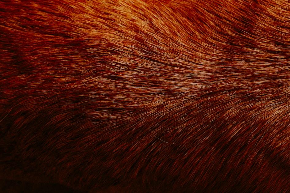 close up dog ear infection