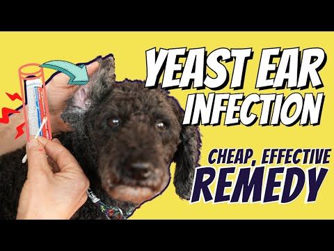 Watch: Dog Yeast Ear Infections: Great OTC Home Remedy