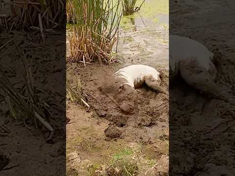 Watch: Rolling in the mud! #animals #muddypaws #mudbath #dog #puppy #funnydogs #cute