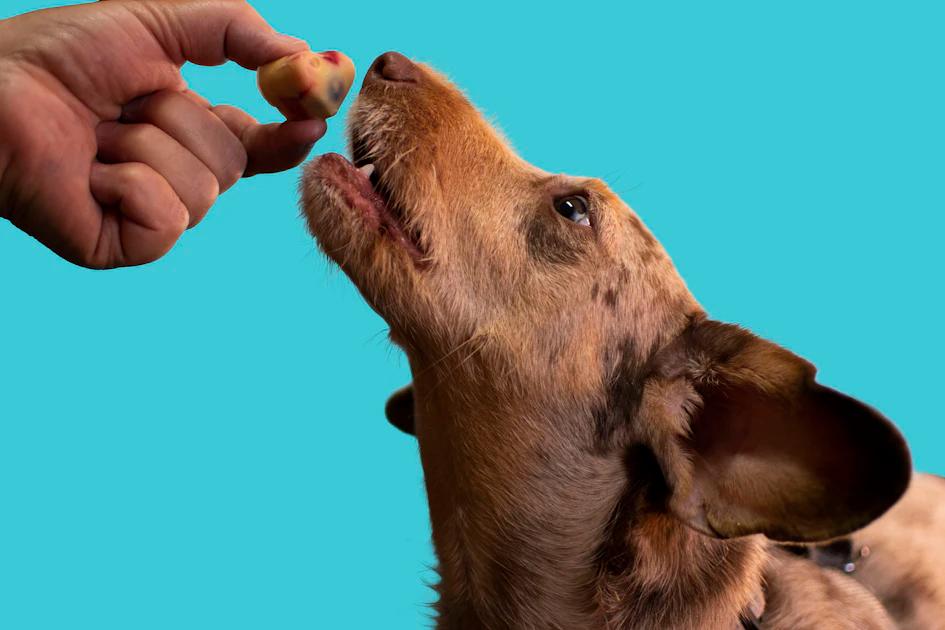 How to Clean Smelly Dog Ears: A Step-by-Step Guide