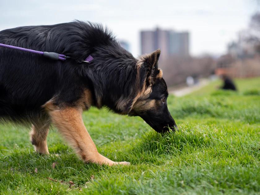 How to Train Your Dog Poop Outside: A Step-by-Step Guide