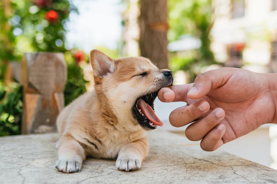 Step-by-Step Guide: How to Train a Dog to Stop Barking
