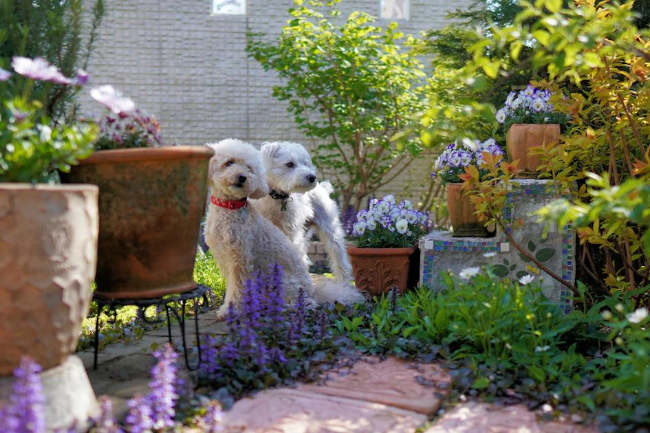 The Ultimate Guide to Natural Remedies for Dog Body Odor