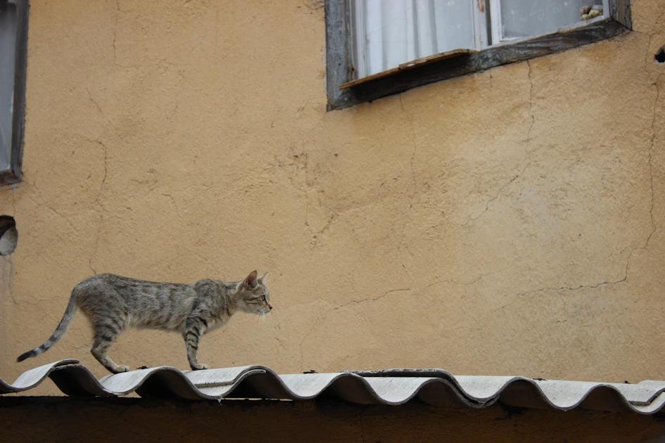 Cat spraying wall