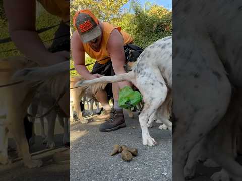 Watch: DOGEX:Scoop Scoop Revolution #poop #dogpoop #dogwalker #funny #dogs #dogsocialization @PETNPET