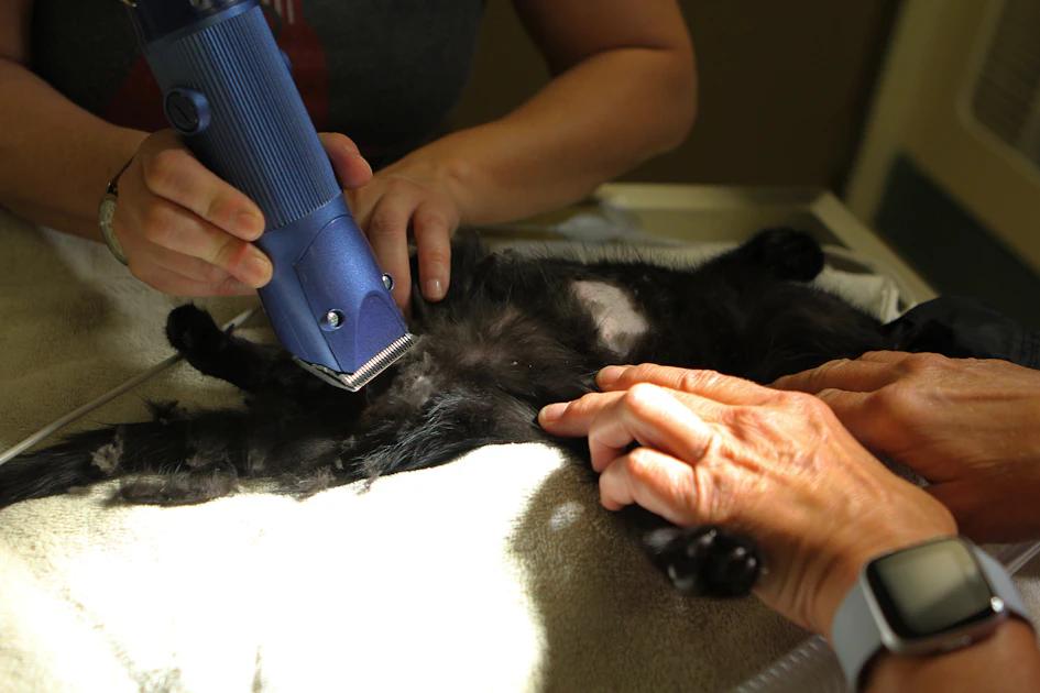 Veterinarian examining kitten