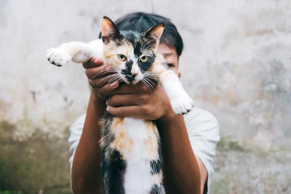 New Cat Owner Health Tips