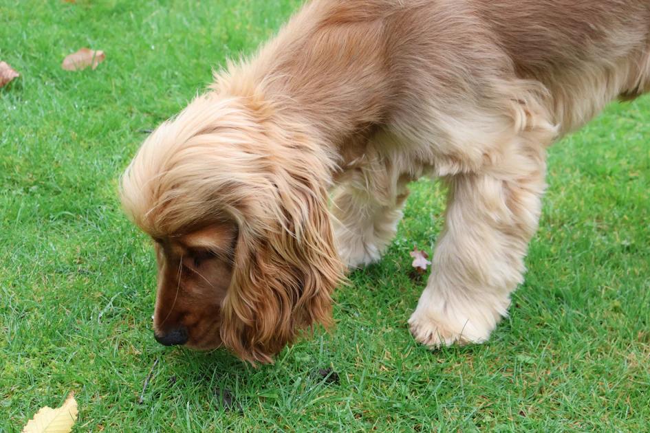 Dog sniffing grass