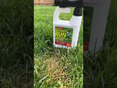 Watch: Addressing Dog Urine Spots