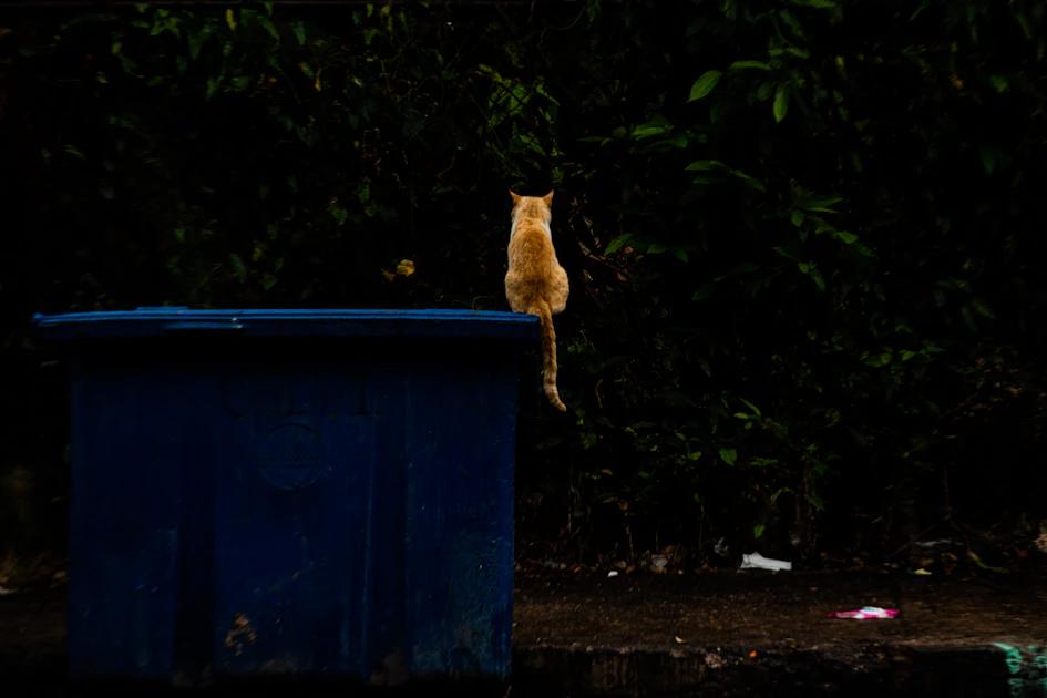 Cat eating from trash can