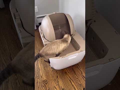 Watch: When you realize you don't have to scoop cat litter anymore 🥲 | PetSnowy Snow+