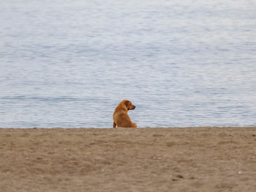 Dog showing distress