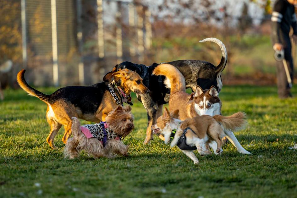 What is the 7 Second Rule for Dogs? A Trainer's Guide
