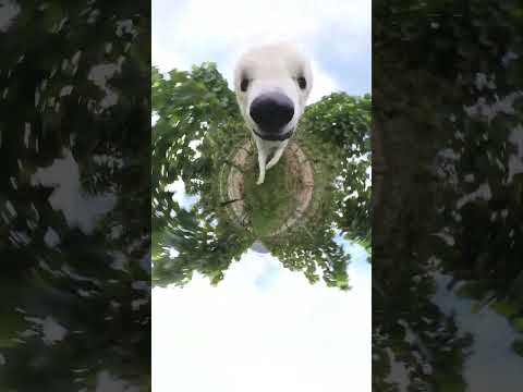 Watch: Dog Steals the Camera
