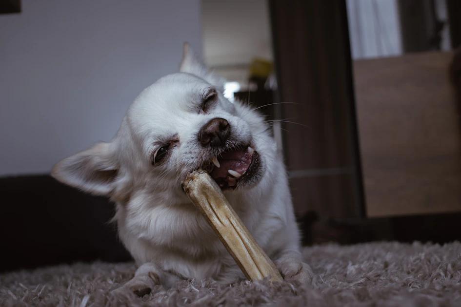 How to Fix Dog Bad Breath At Home: The Ultimate 4-Step Guide