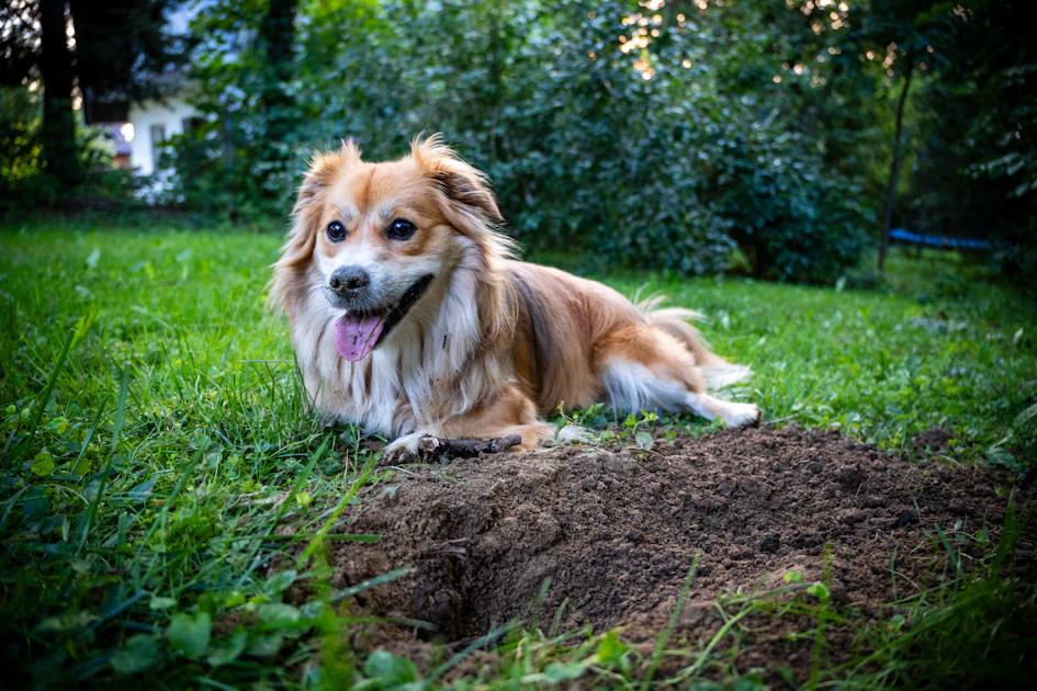 how to train my dog poop outside