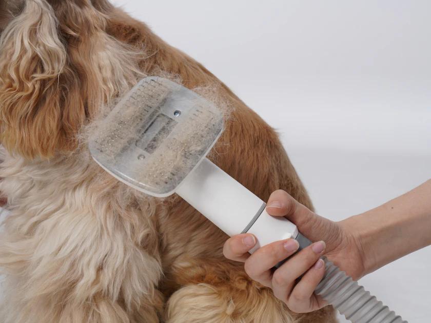 Person cleaning dog ear