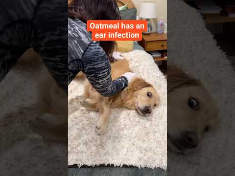 Watch: let’s clean oatmeal’s ear infection! #goldenretriever #dogearinfection