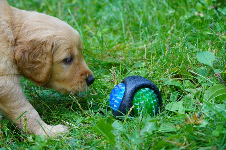 How to Train My Dog to Poop Outside: The 5-Step Guide