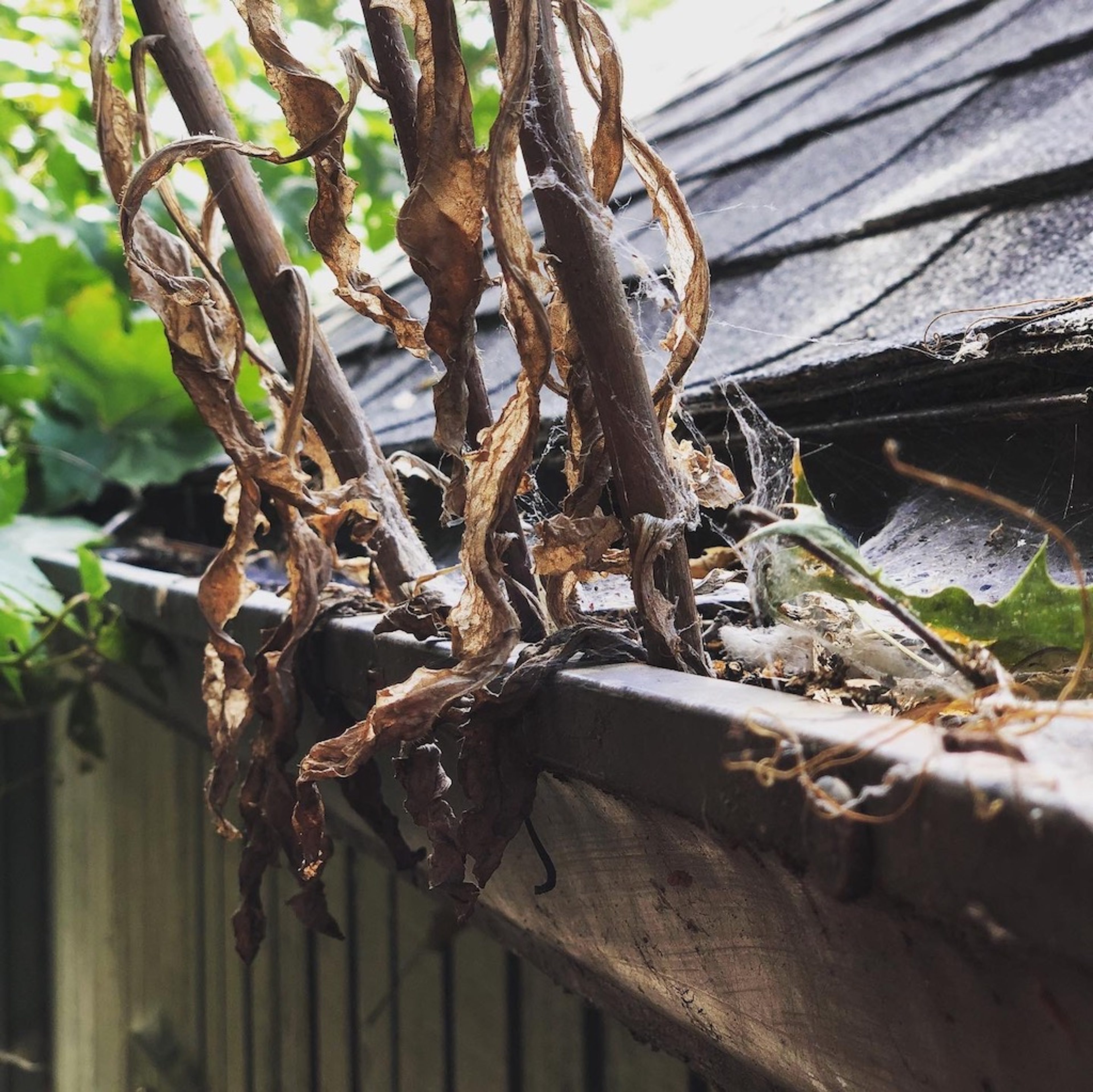Do Seamless Gutters Still Need Cleaning?