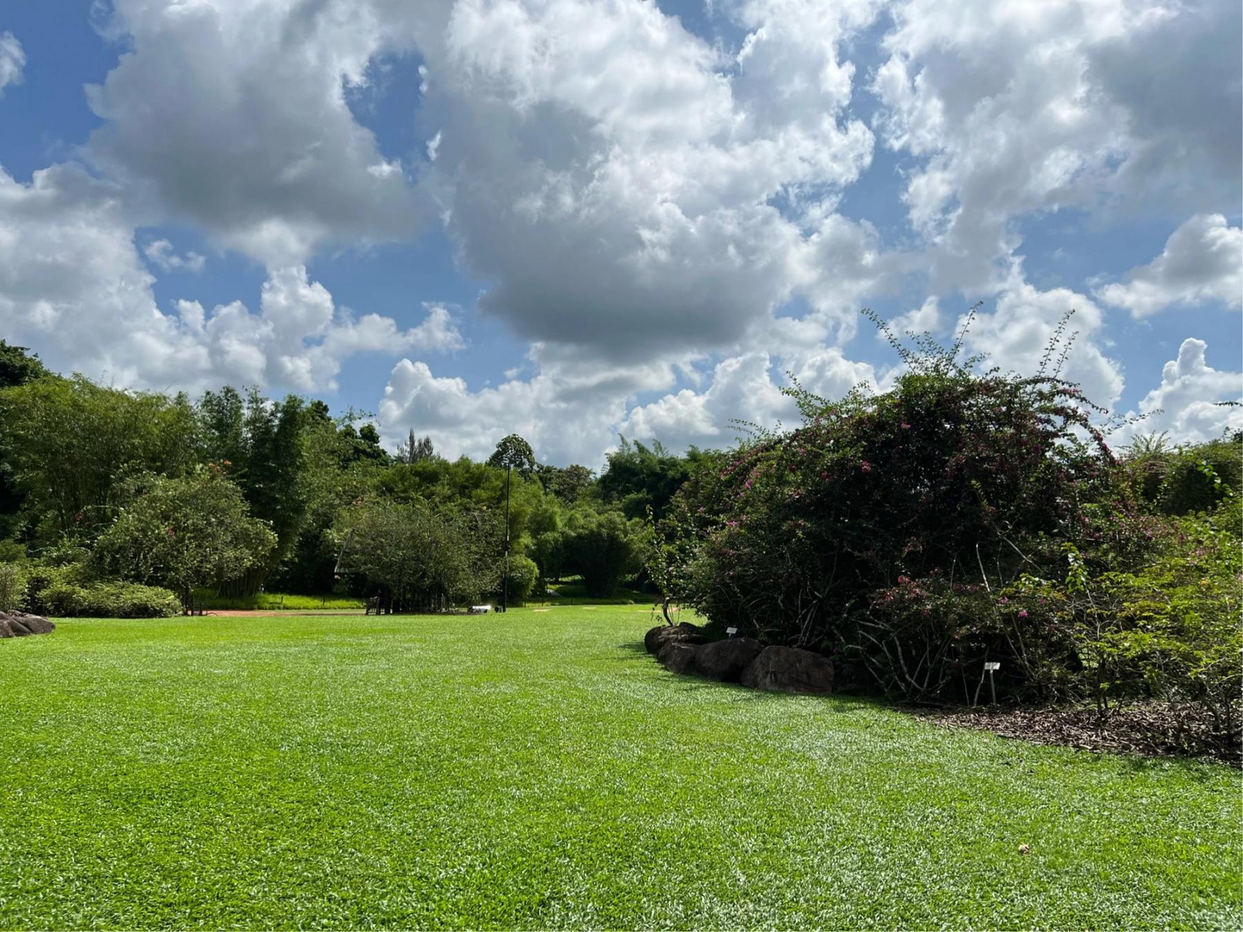 Expansive green lawn bordered by tropical trees and flowering shrubs under a dramatic blue sky with billowing white clouds, Singapore Botanic Gardens