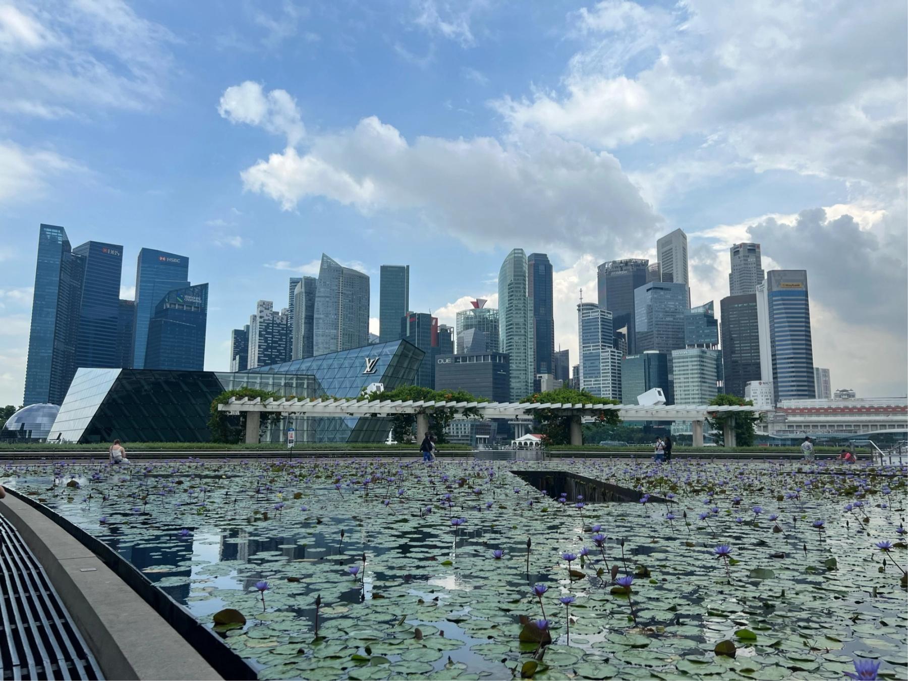 Purple water lilies blanketing a pond in front of the Marina Bay skyline and the Louis Vuitton island store on a partly cloudy afternoon