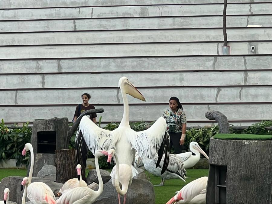 A large pelican spreads its wings amid a crowd of pink flamingos during a keeper presentation at Bird Paradise, Singapore