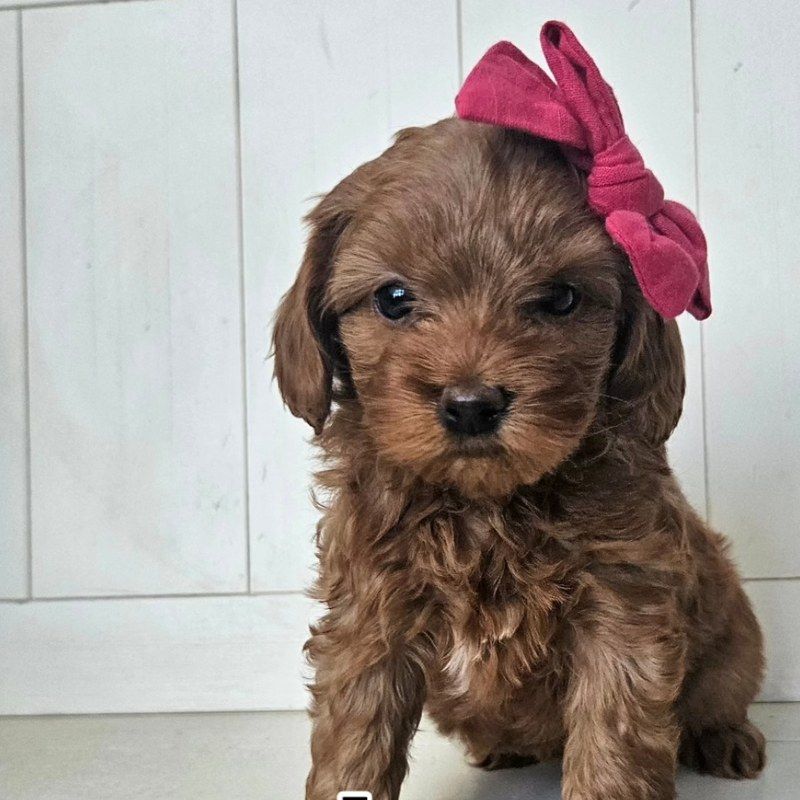 Paprika - Lucky Doodle Pups puppy