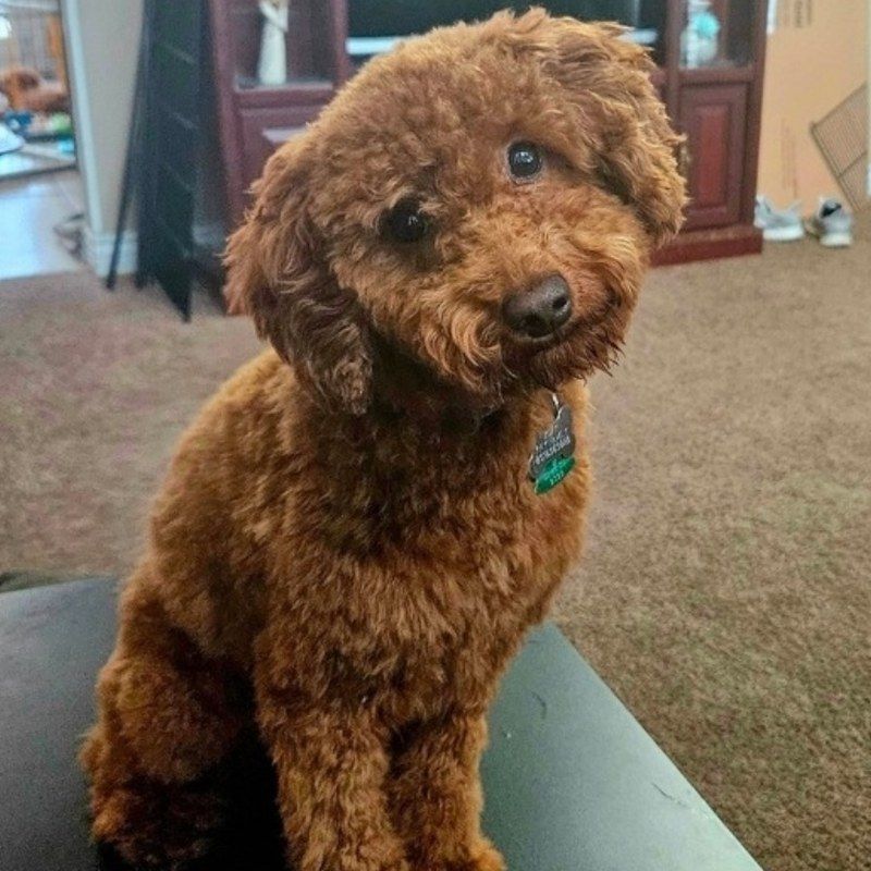 Roxy — Goldendoodle