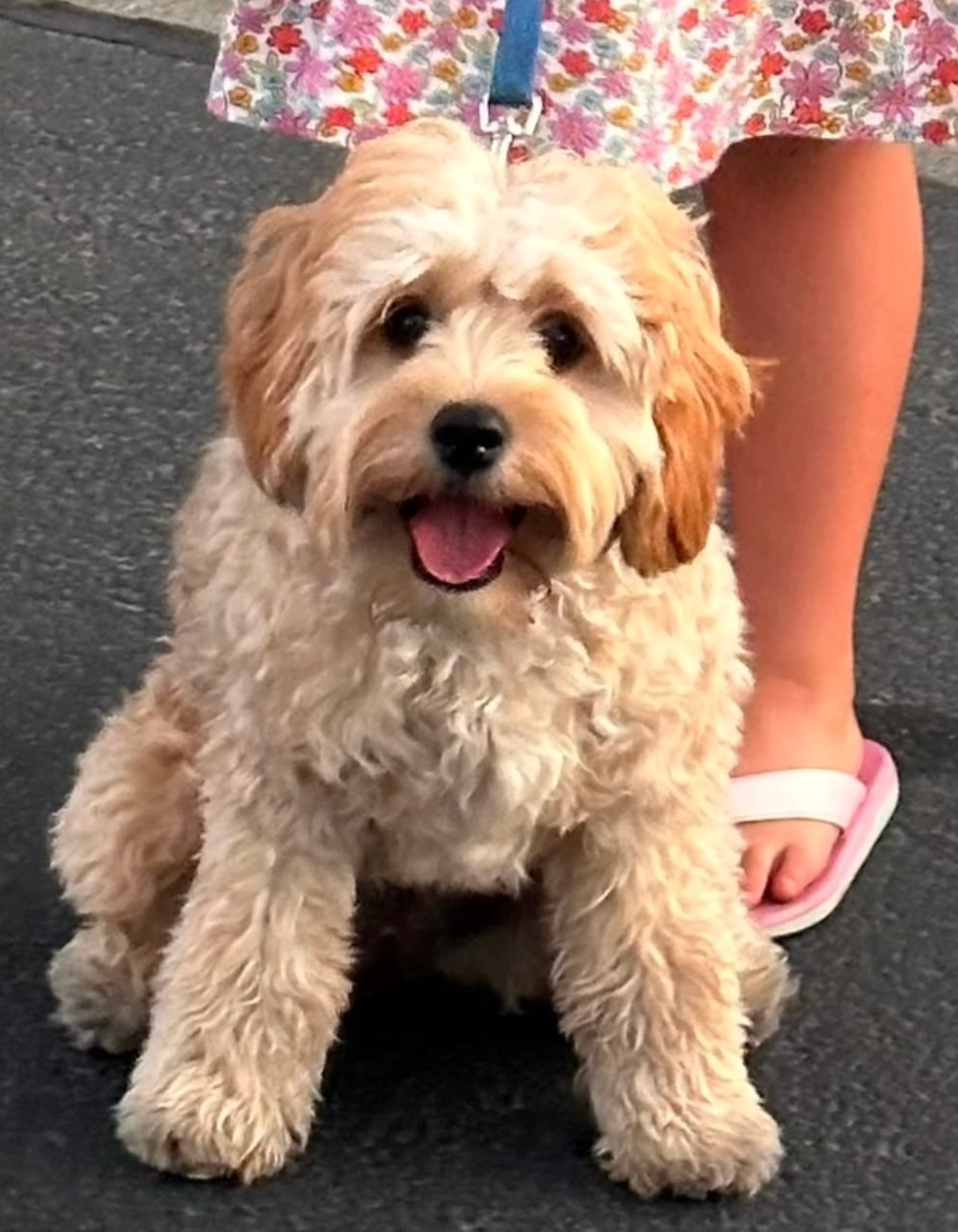 Lady — Golden Cavapoo