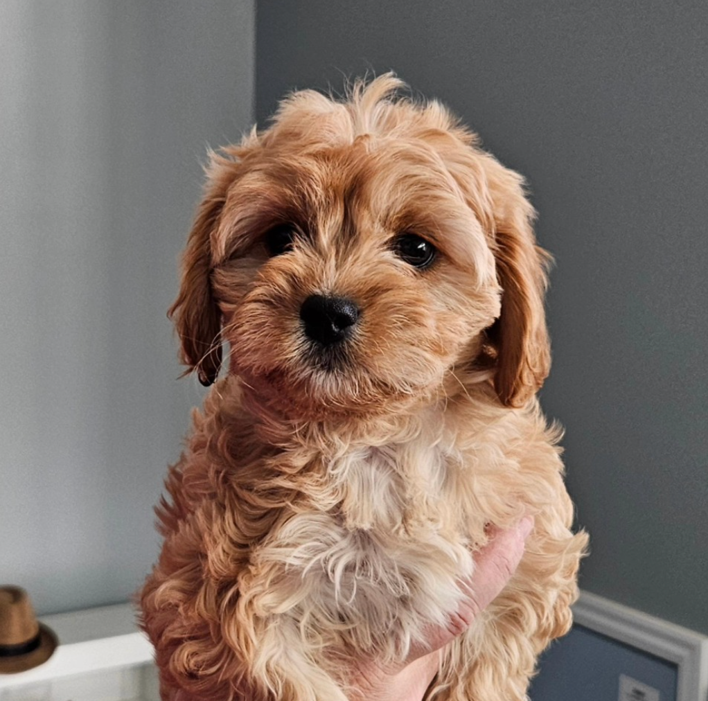 Lucky Doodle Pups gallery photo 3