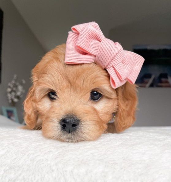Lucky Doodle Pups gallery photo 24