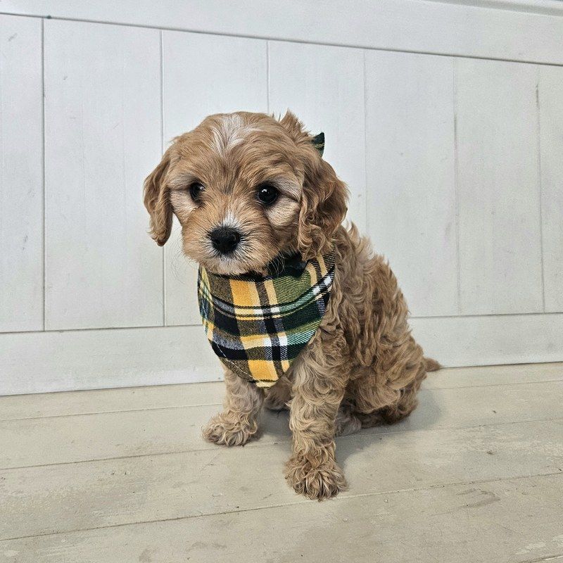 Snickers - Lucky Doodle Pups puppy
