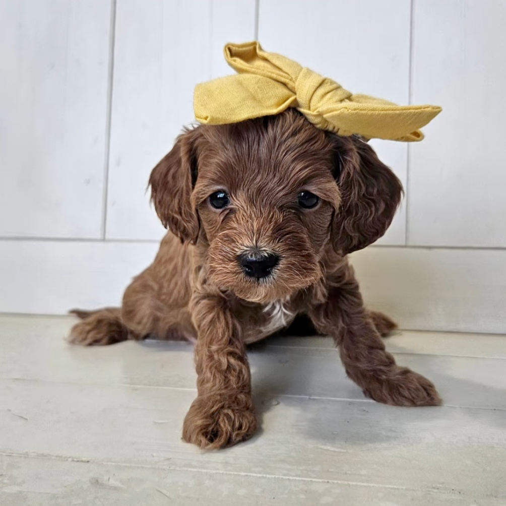 Opal - Lucky Doodle Pups puppy