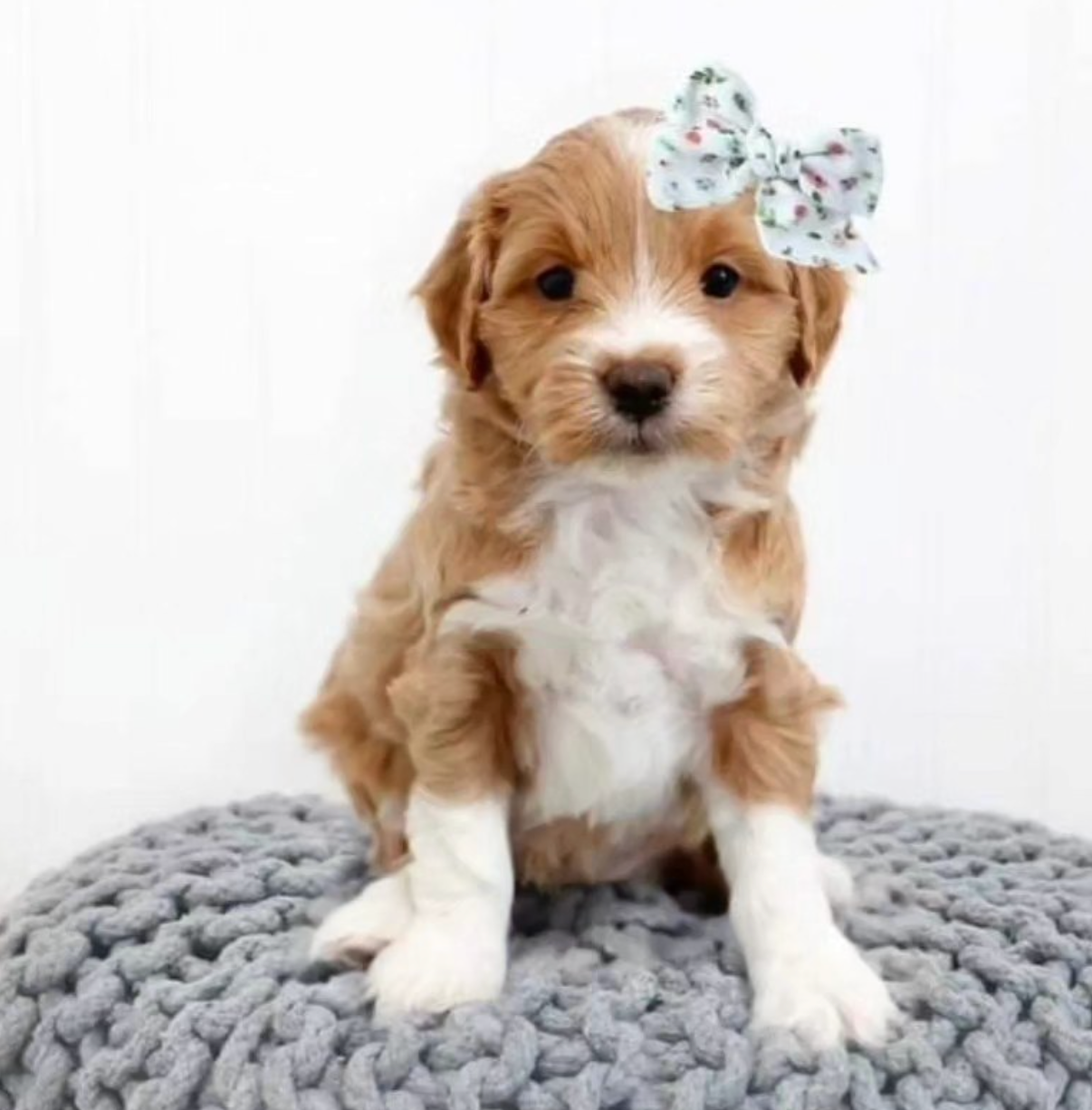 Lucky Doodle Pups gallery photo 10