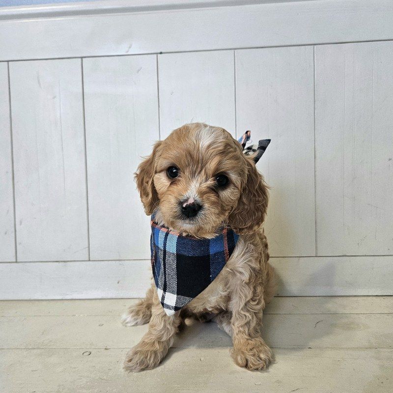 Twix - Lucky Doodle Pups puppy