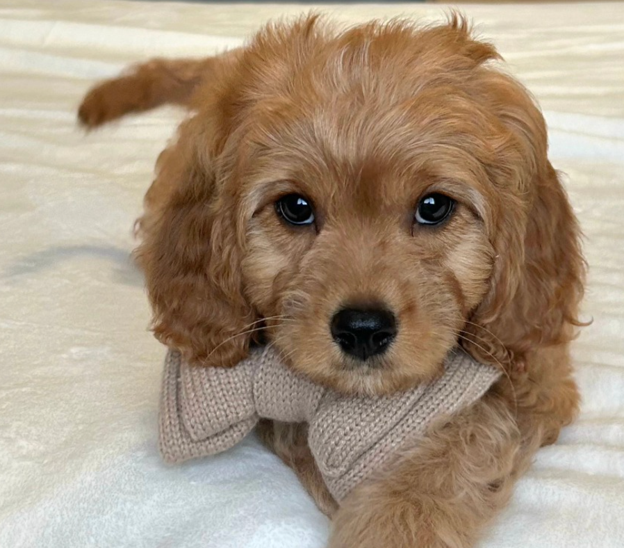 Lucky Doodle Pups gallery photo 9