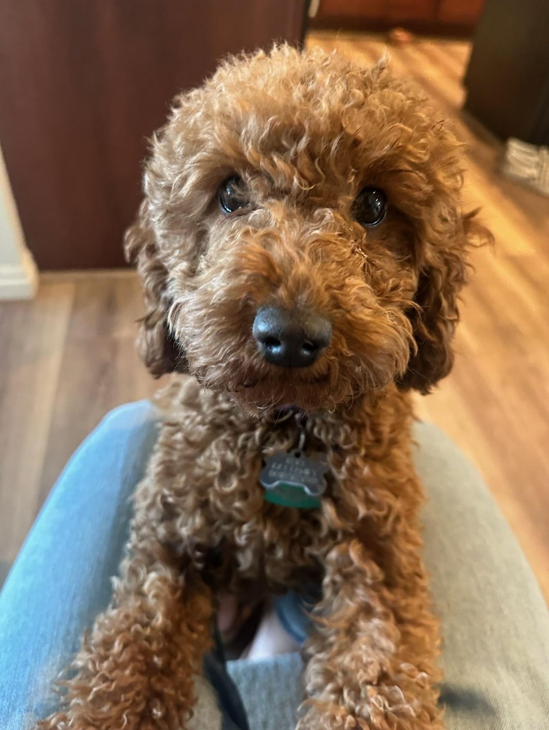 Lucky Doodle Pups gallery photo 18