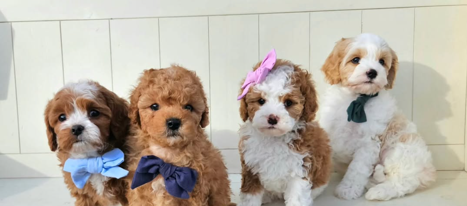 Lucky Doodle Pups gallery photo 1
