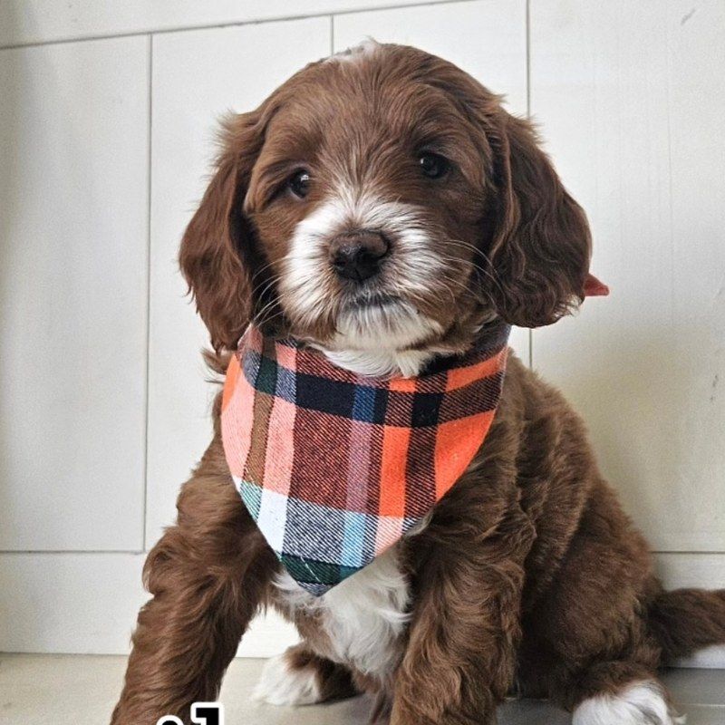 Basil - Lucky Doodle Pups puppy
