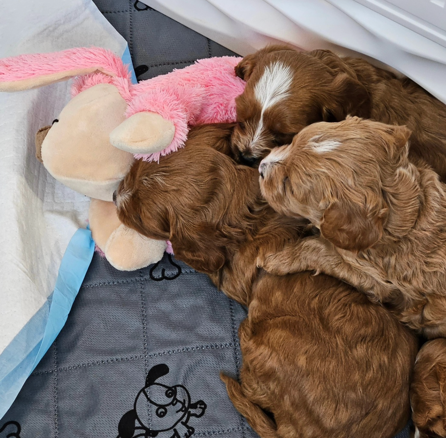Lucky Doodle Pups gallery photo 7