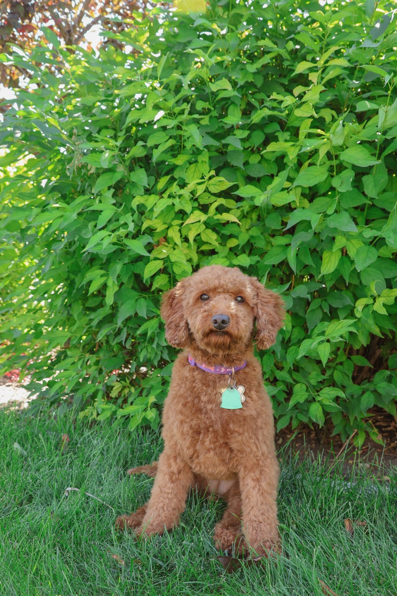 Lucky Doodle Pups gallery photo 16